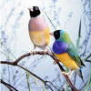 pair0of-birds