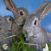 two-rabbits