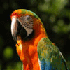 parrot