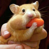 pocket-pet