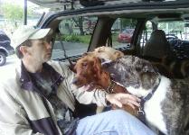 dogs-in-car