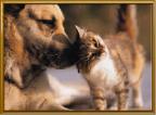 dog-cat