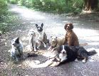 group-of-dogs-sitting