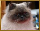 cat-face