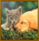 cat-dog