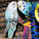 pair-of-birds