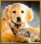 dog-cat