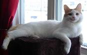 Cameron-the-cat