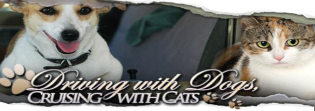 dog-cat-driving-in-car