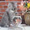 cat-looking-in-fish-bowl