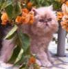 cat-in-flowers