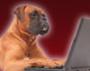 dog-at-computer