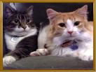 pair-of-cats