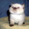 fluffy-kitten