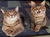 two-cats-on-mat