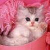kitty-in-bed